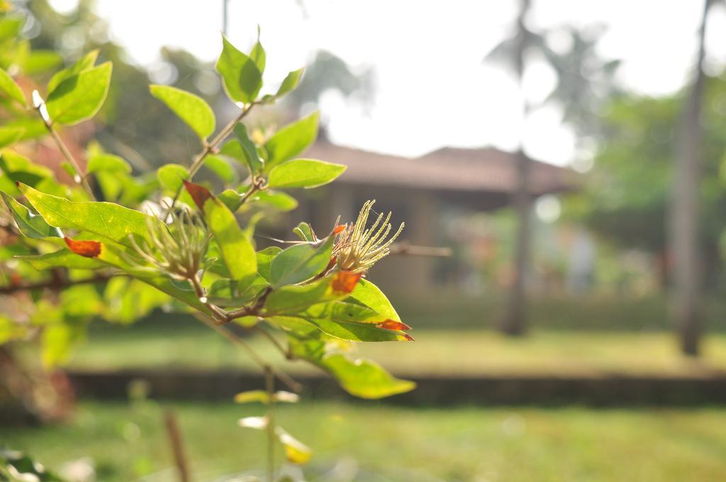 Soba Lanka Holiday Resort Melsiripura المظهر الخارجي الصورة