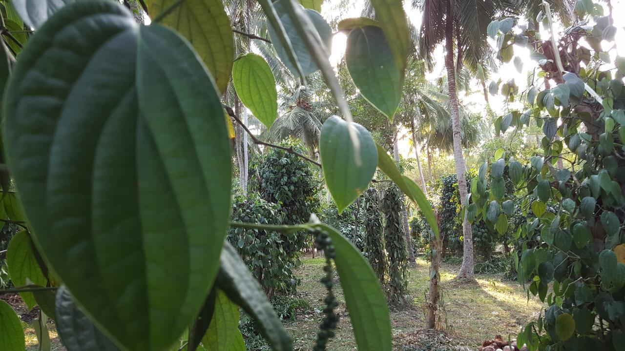 Soba Lanka Holiday Resort Melsiripura المظهر الخارجي الصورة